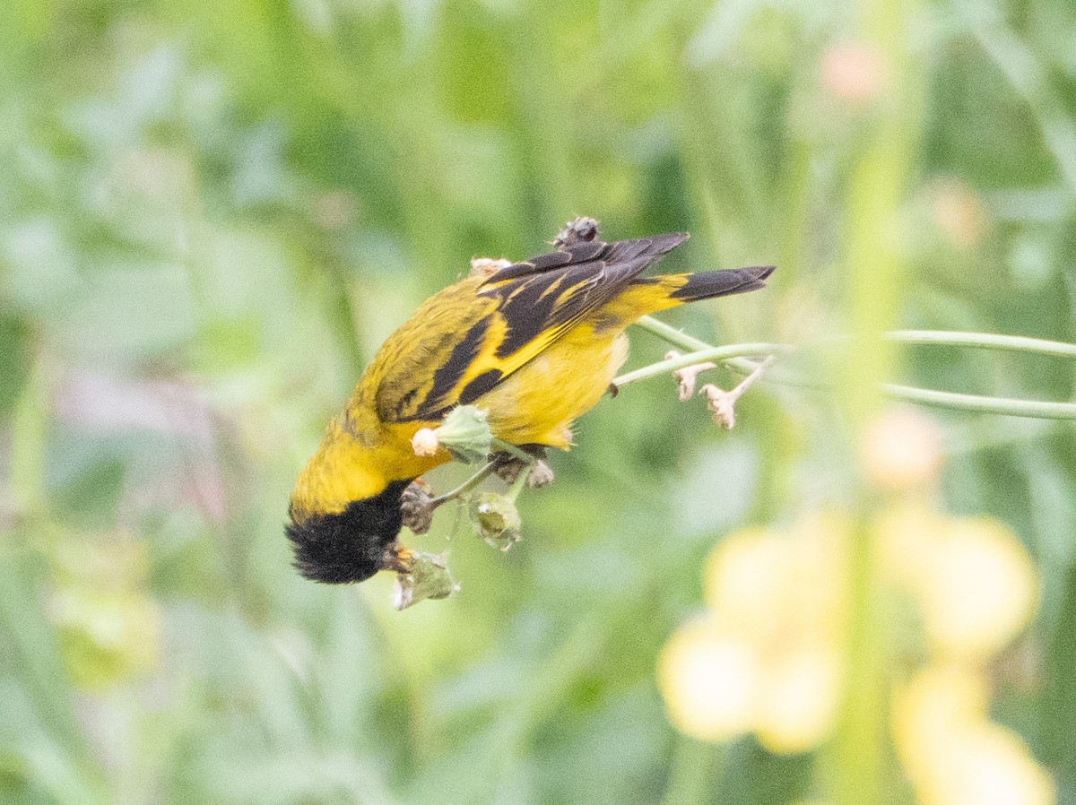 Hooded Siskin - ML646190112