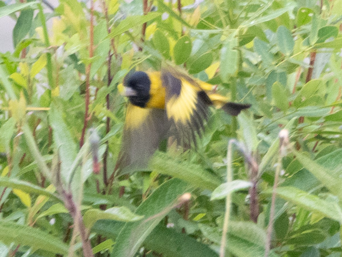 Hooded Siskin - ML646190113