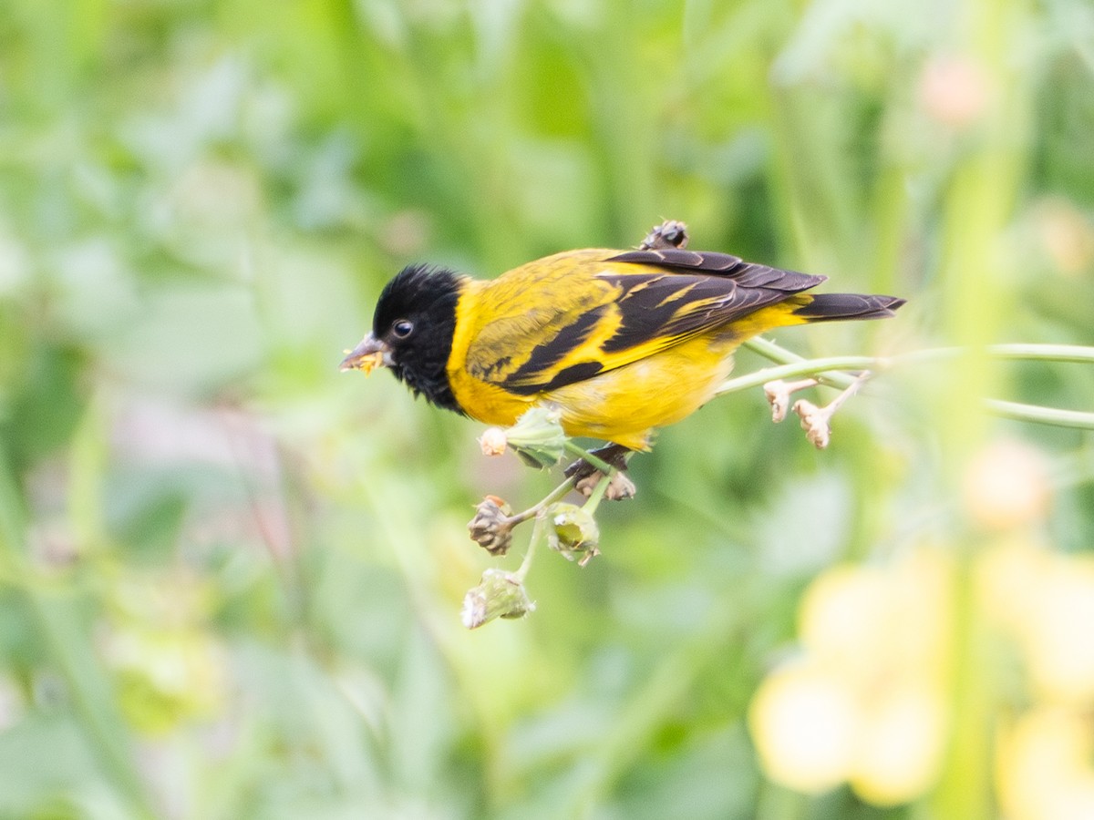 Hooded Siskin - ML646190114
