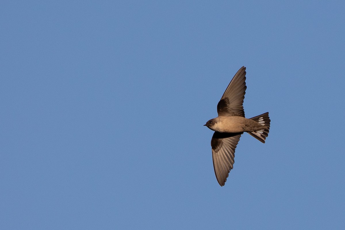 Eurasian Crag-Martin - ML646190121