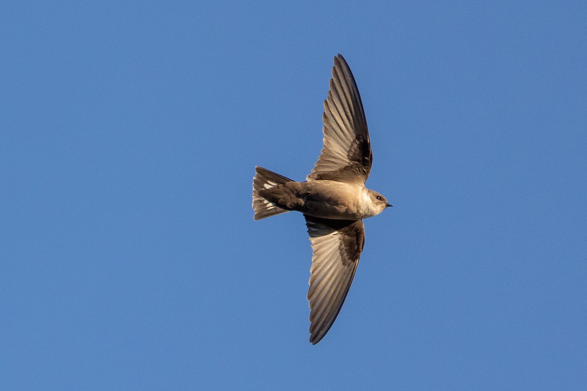 Eurasian Crag-Martin - ML646190123