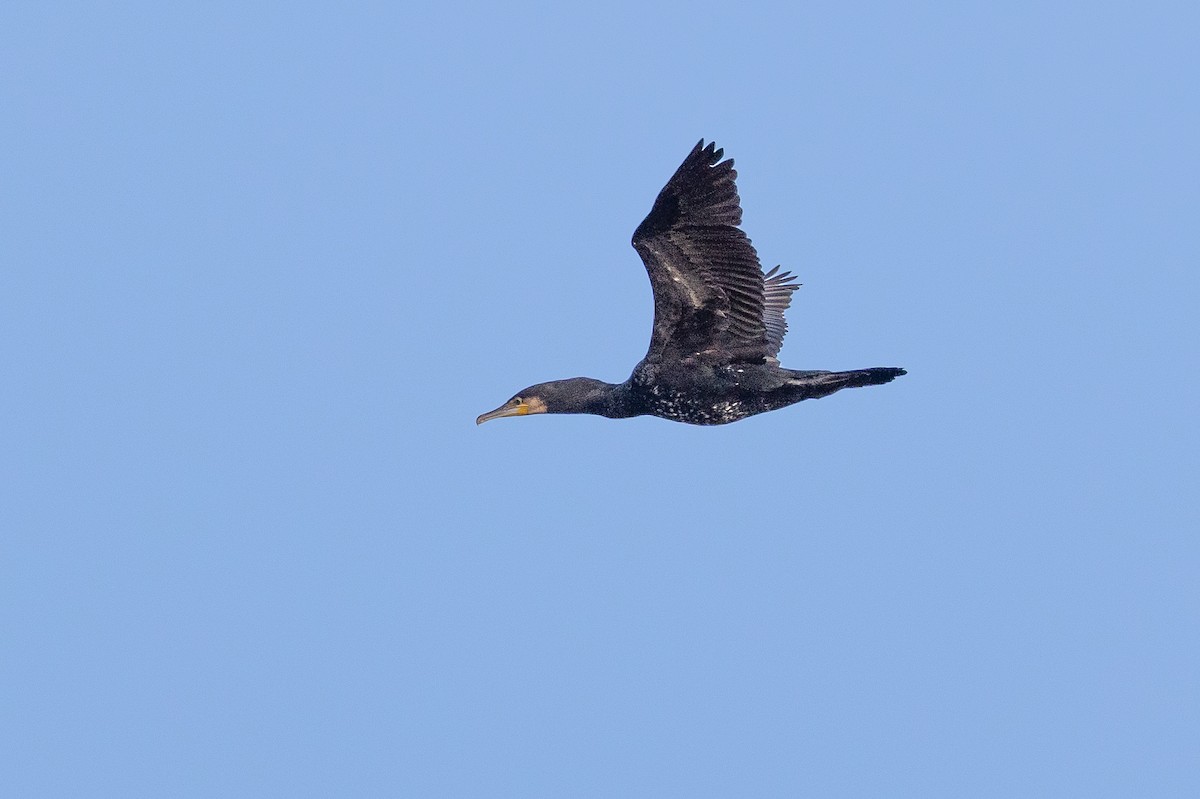 Great Cormorant - ML646190124