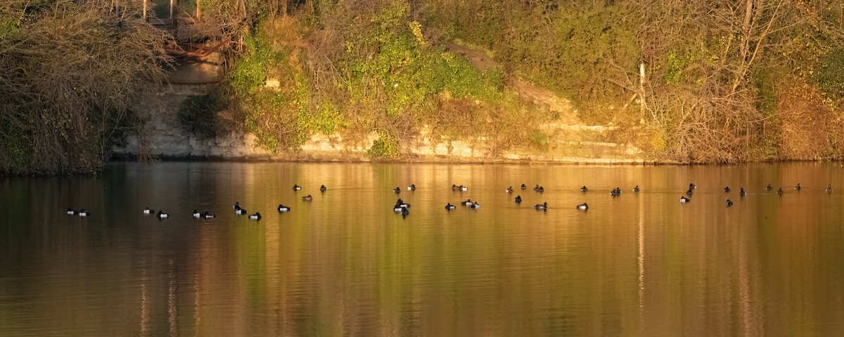 Tufted Duck - ML646190130
