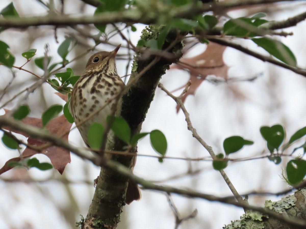 Hermit Thrush - ML646190133