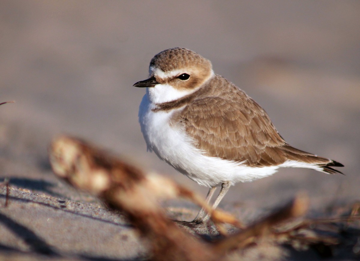 Snowy Plover - ML646190146