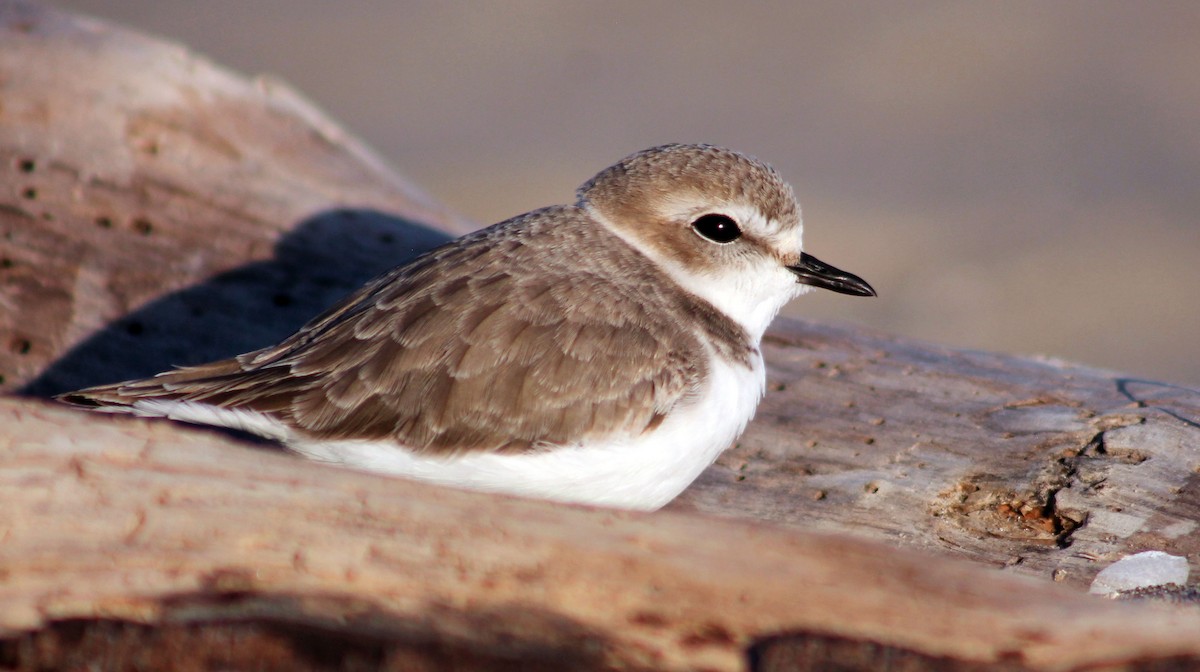 Snowy Plover - ML646190152