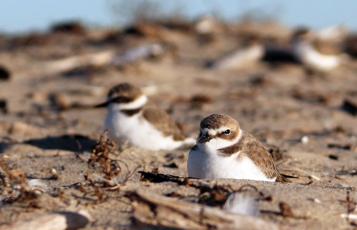 Snowy Plover - ML646190156