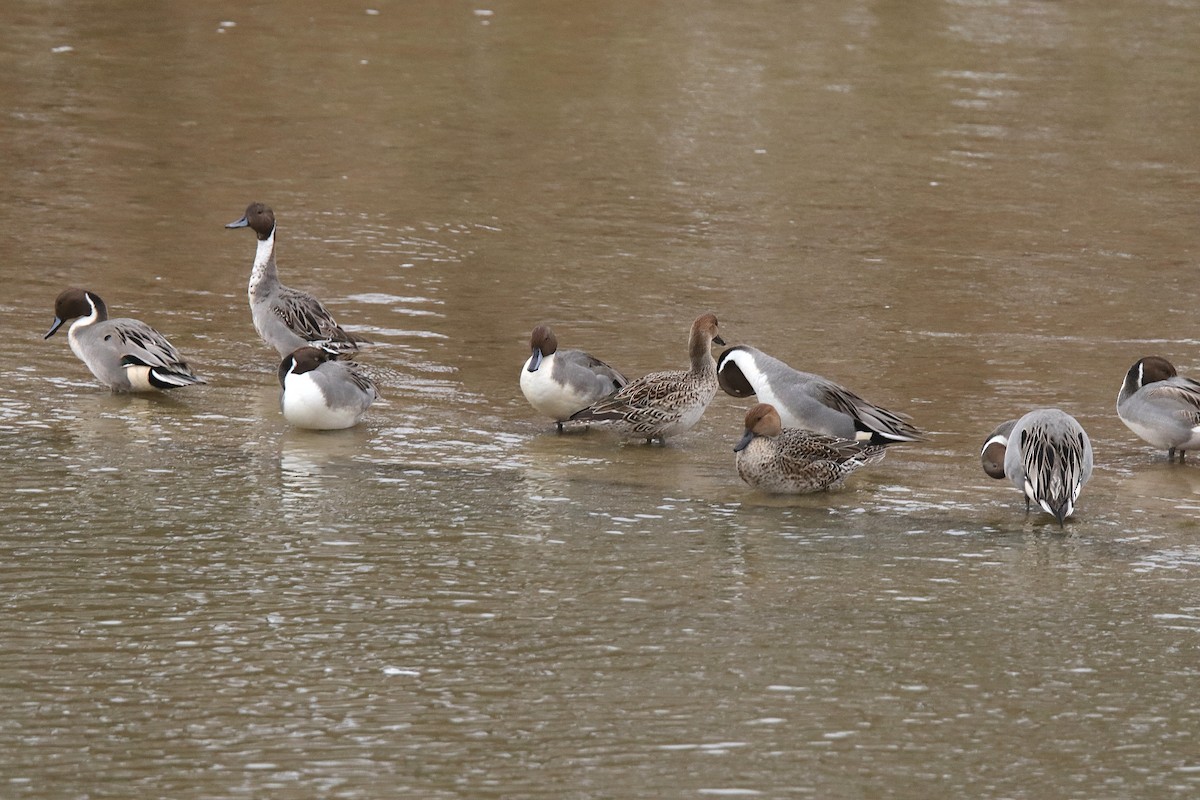 Northern Pintail - ML646190161