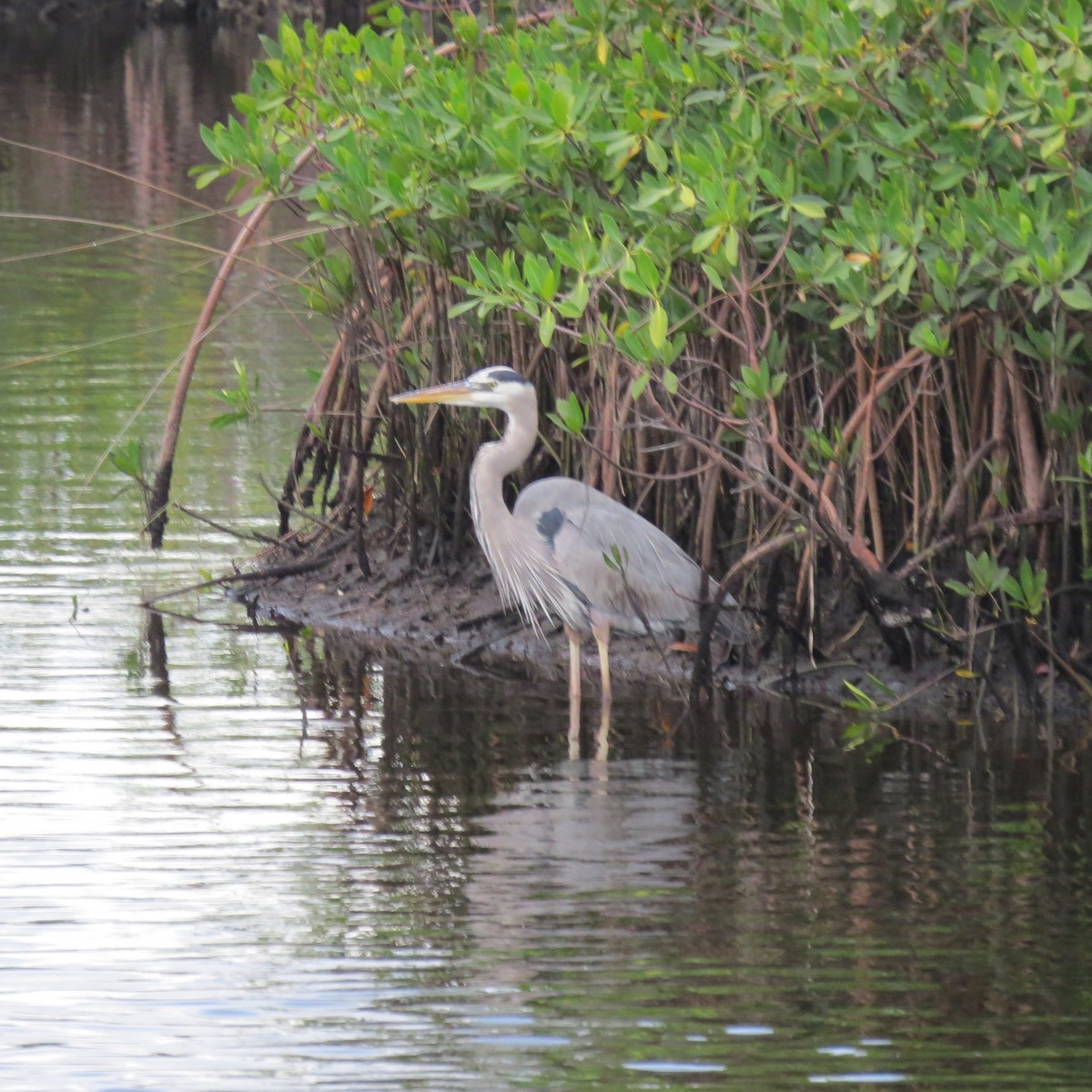 Great Blue Heron - ML646190162