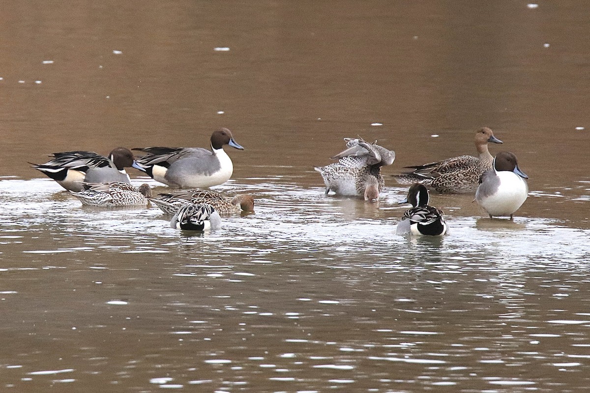 Northern Pintail - ML646190163