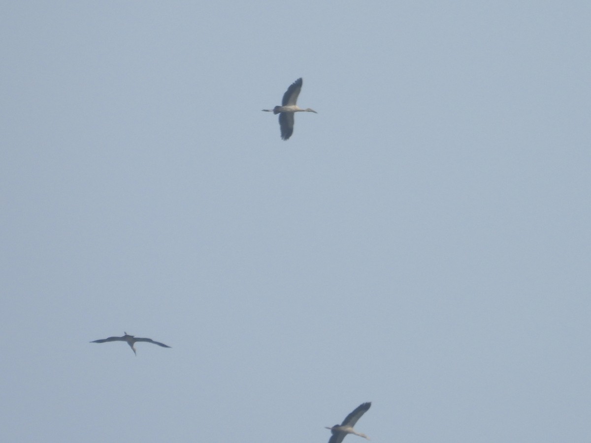 Asian Openbill - ML646190165