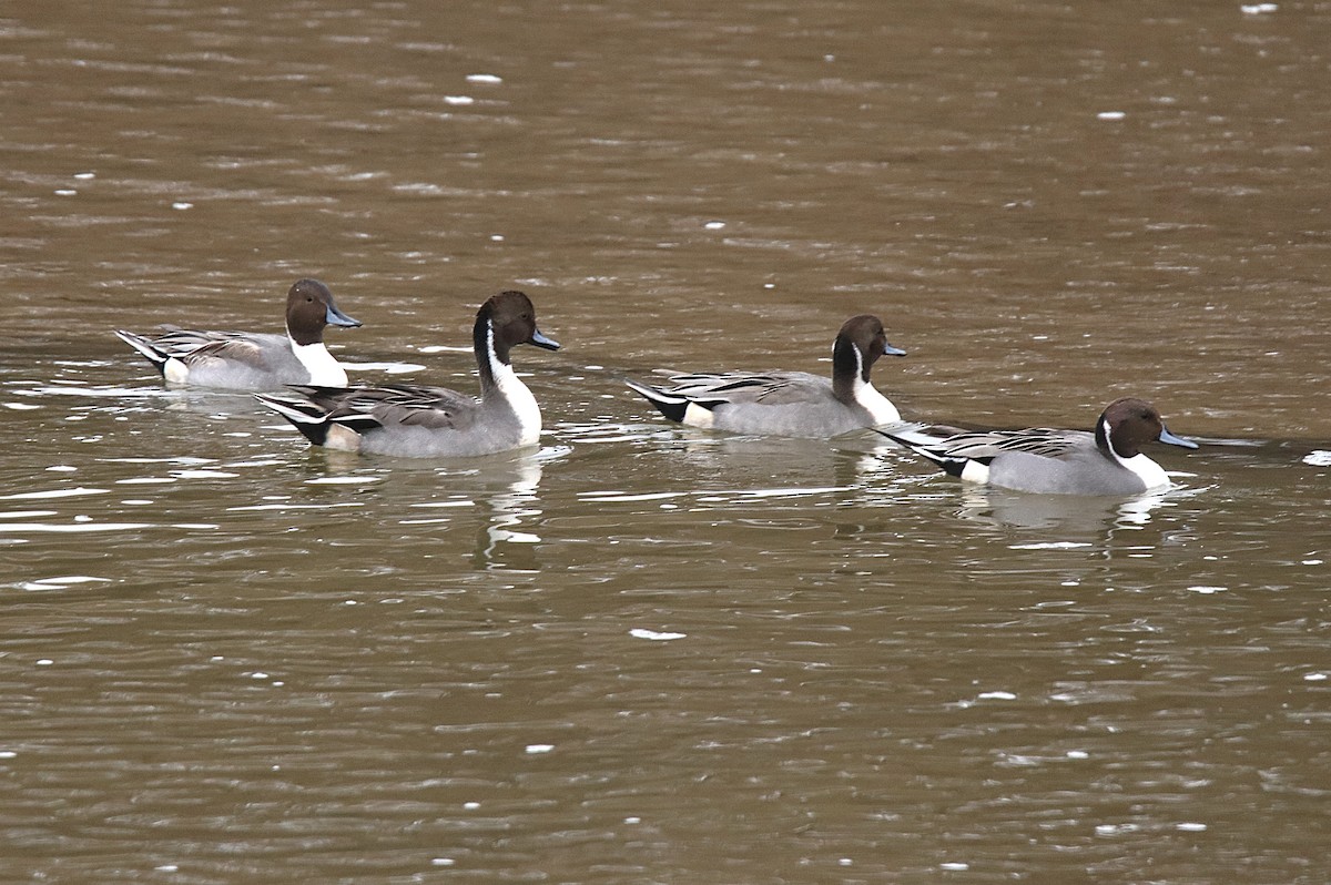 Northern Pintail - ML646190169