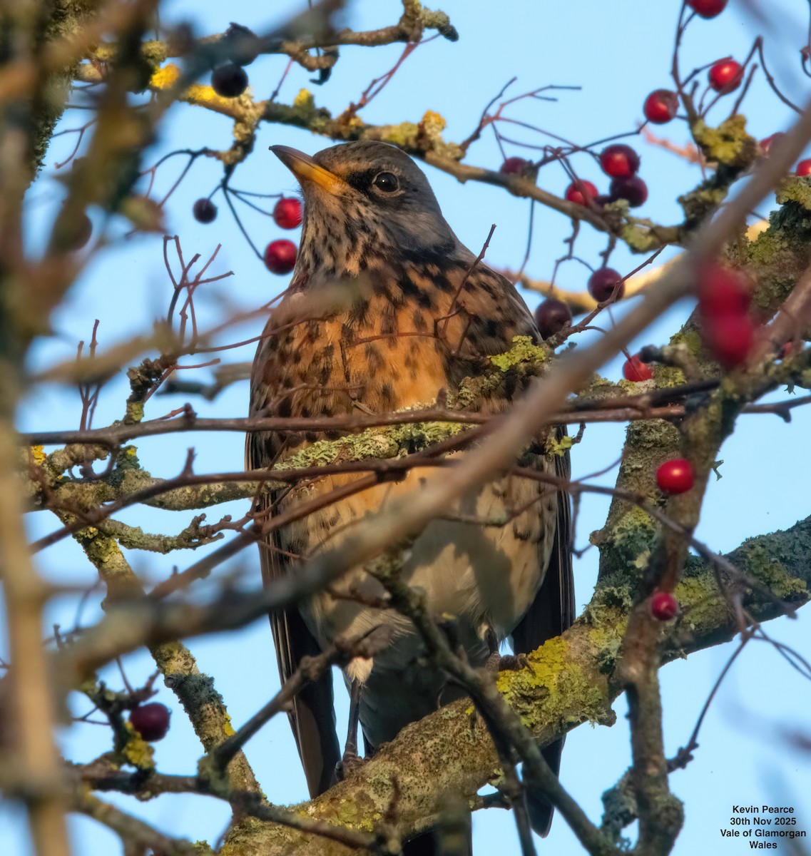 Fieldfare - ML646190173