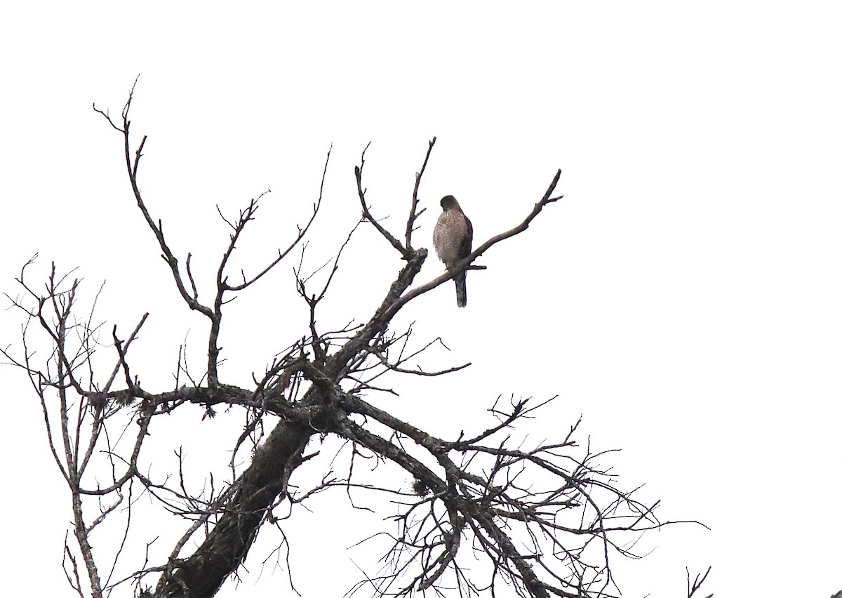 Cooper's Hawk - ML646190176