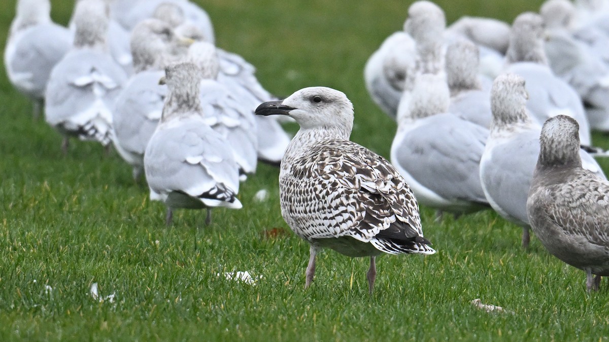 Büyük Kara Sırtlı Martı - ML646190178