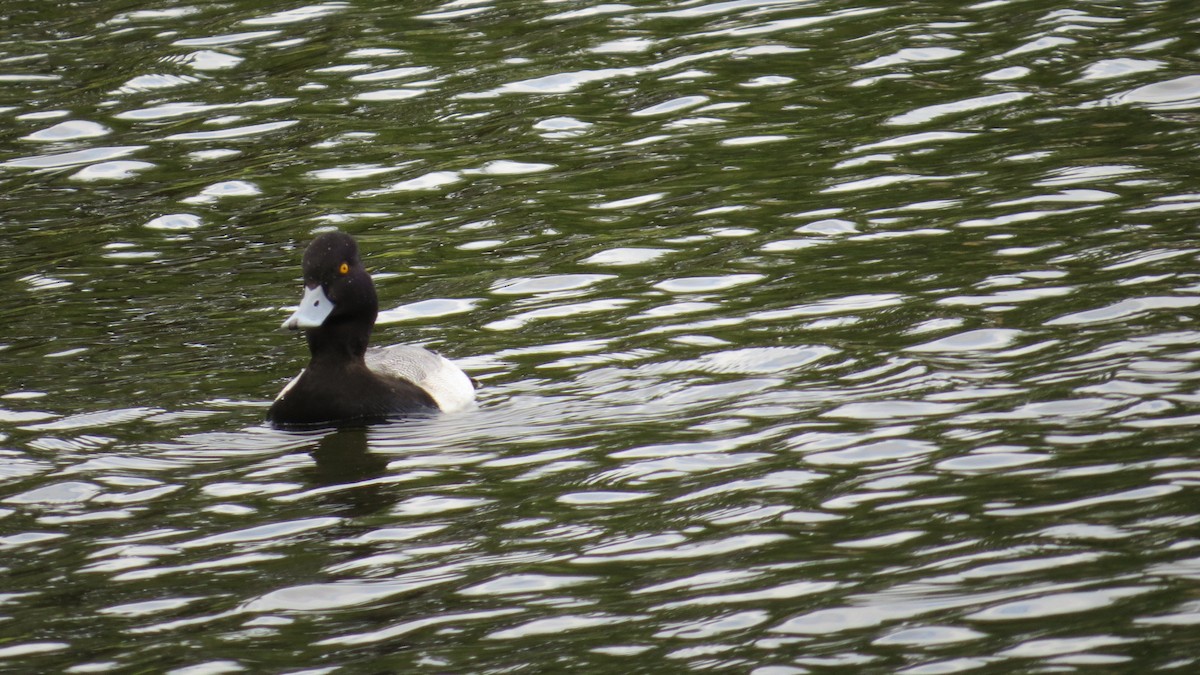 小斑背潛鴨 - ML646190182
