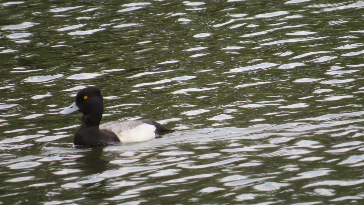 小斑背潛鴨 - ML646190183