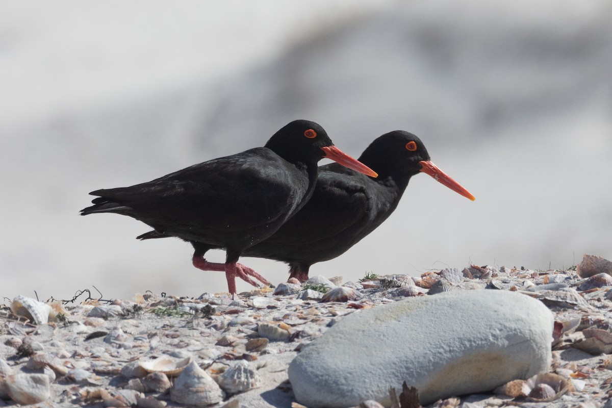 African Oystercatcher - ML646190189