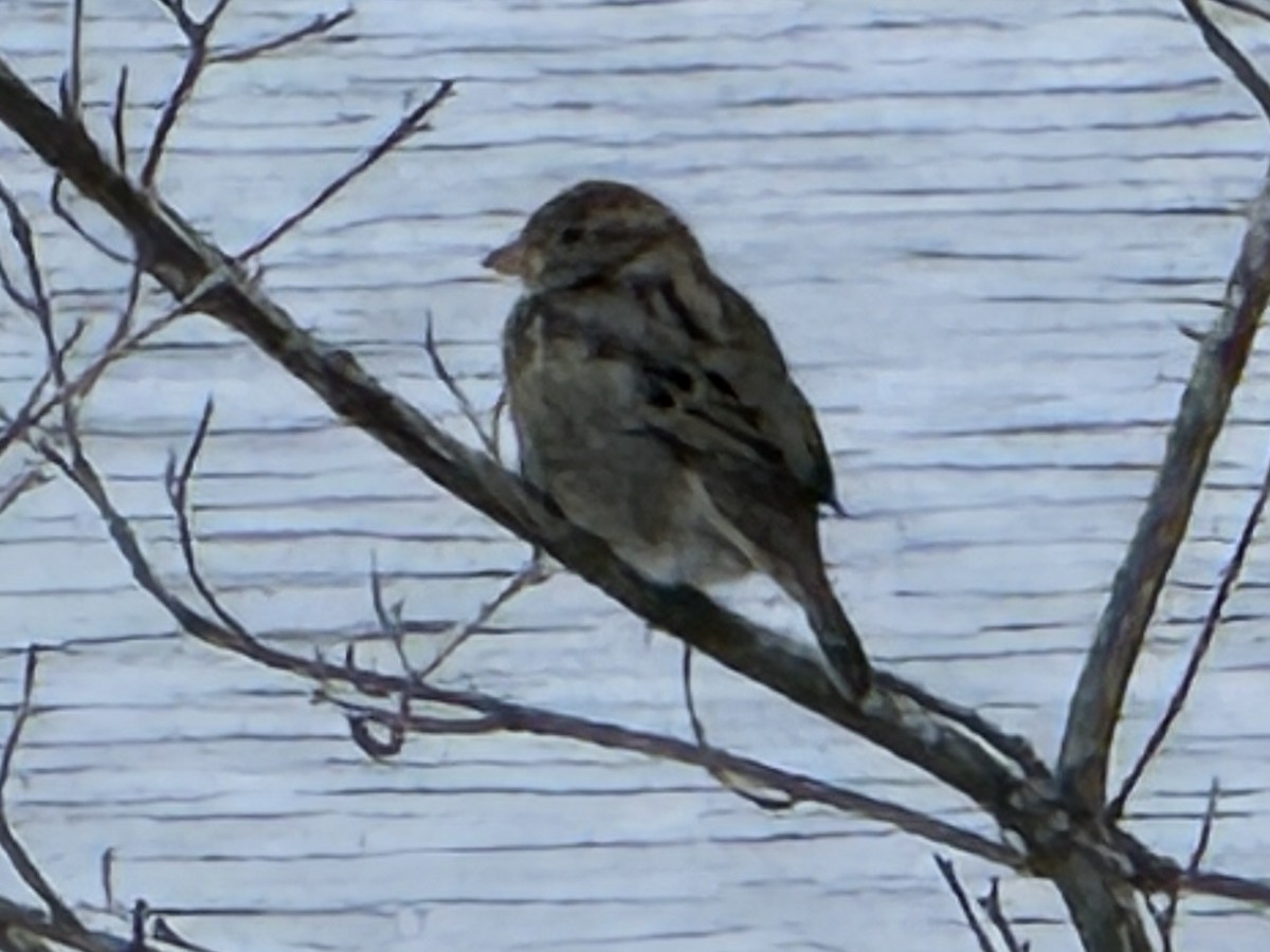 House Sparrow - ML646190191