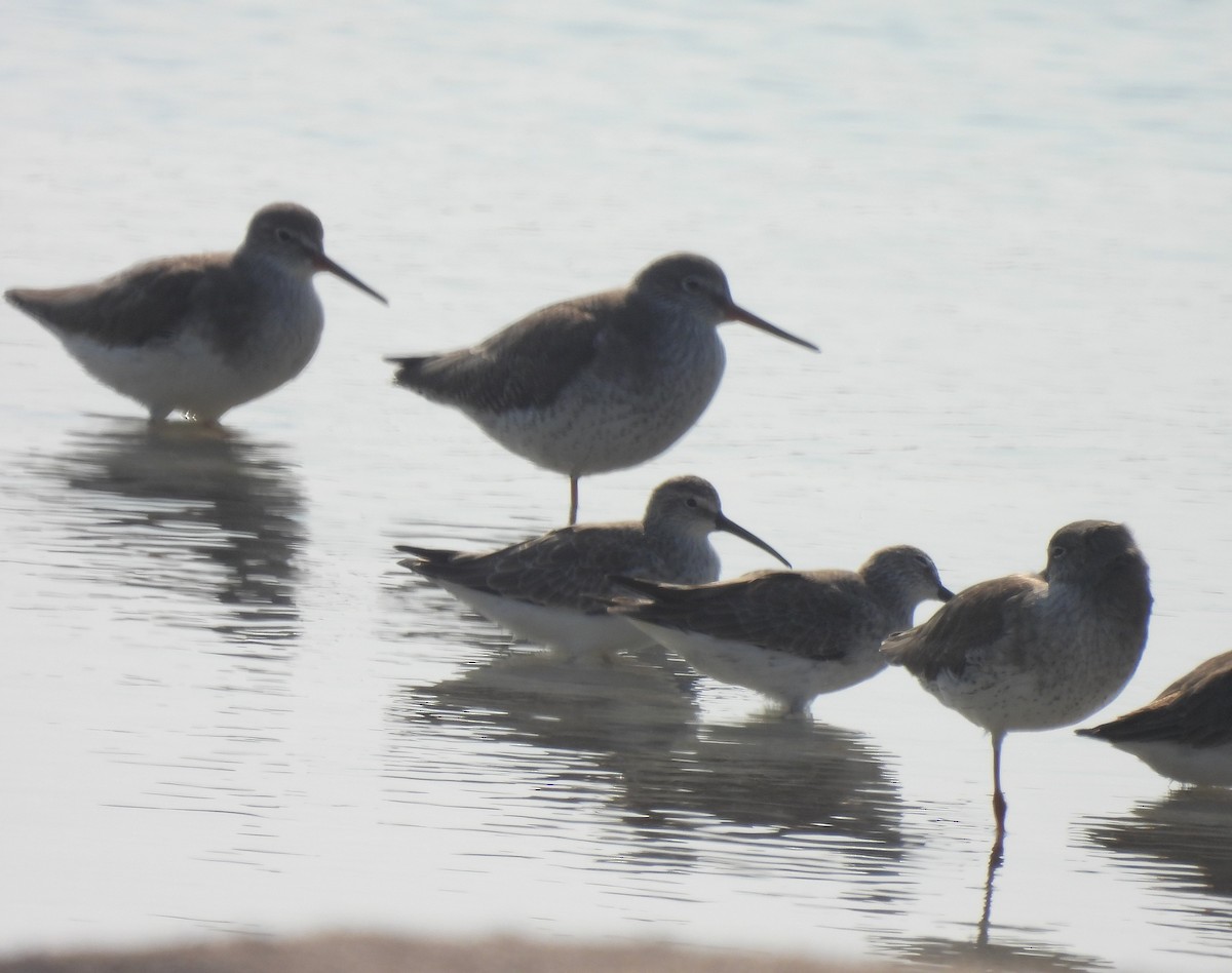Common Redshank - ML646190192