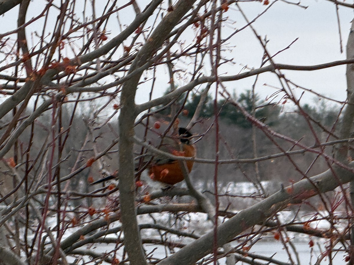 American Robin - ML646190195