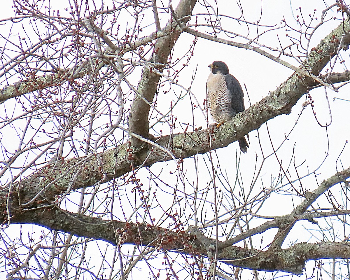 Peregrine Falcon - ML646190197