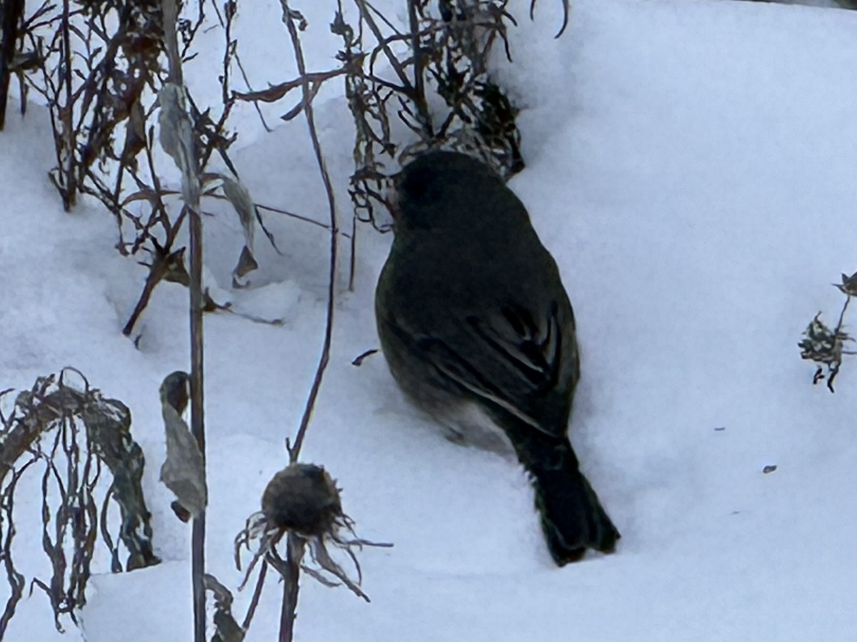 Dark-eyed Junco - ML646190199