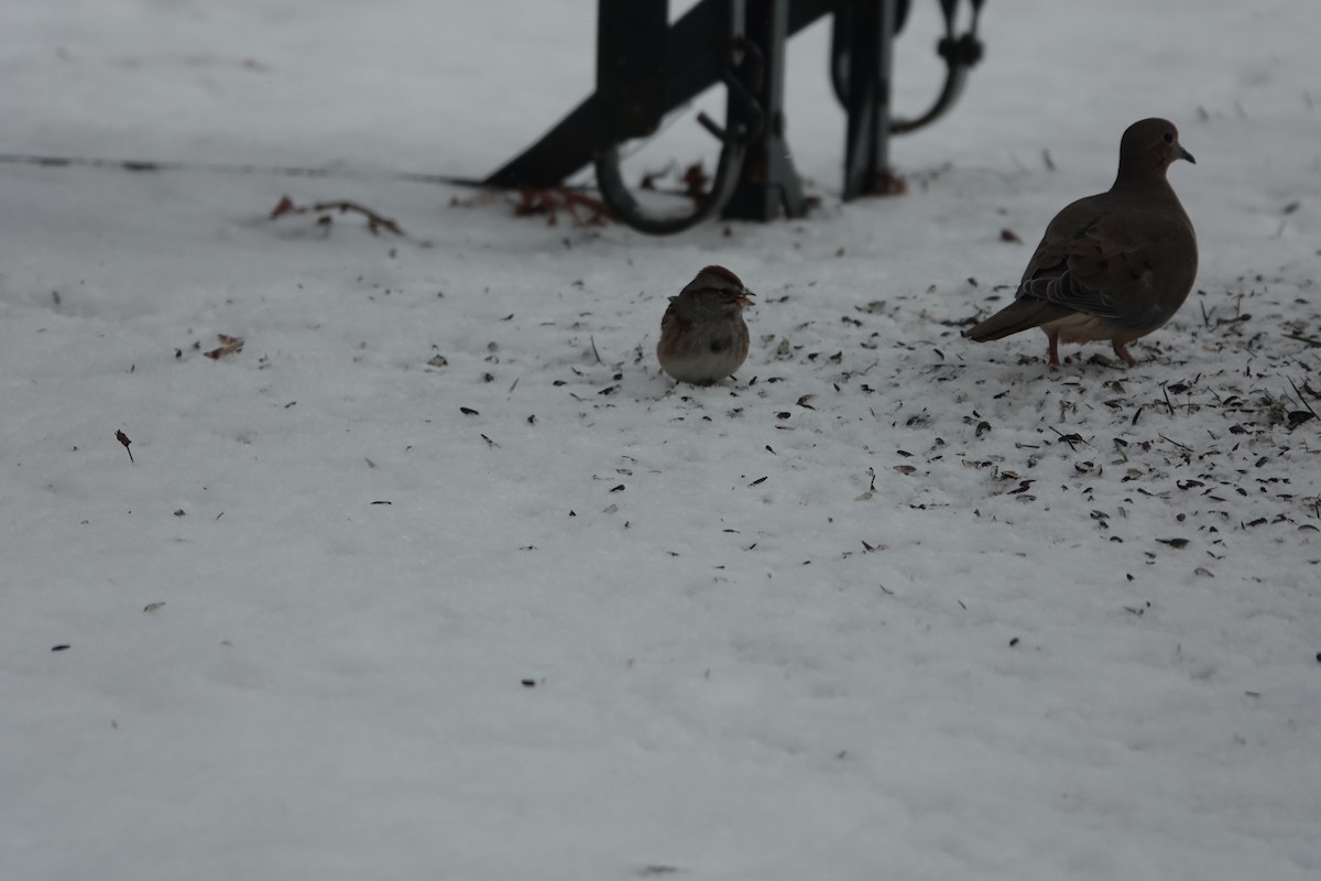 Mourning Dove - ML646190207