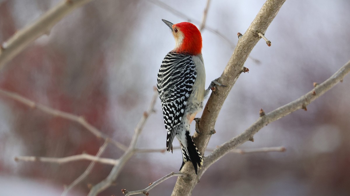 シマセゲラ - ML646190209