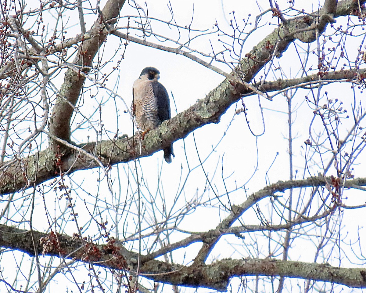 Peregrine Falcon - ML646190210
