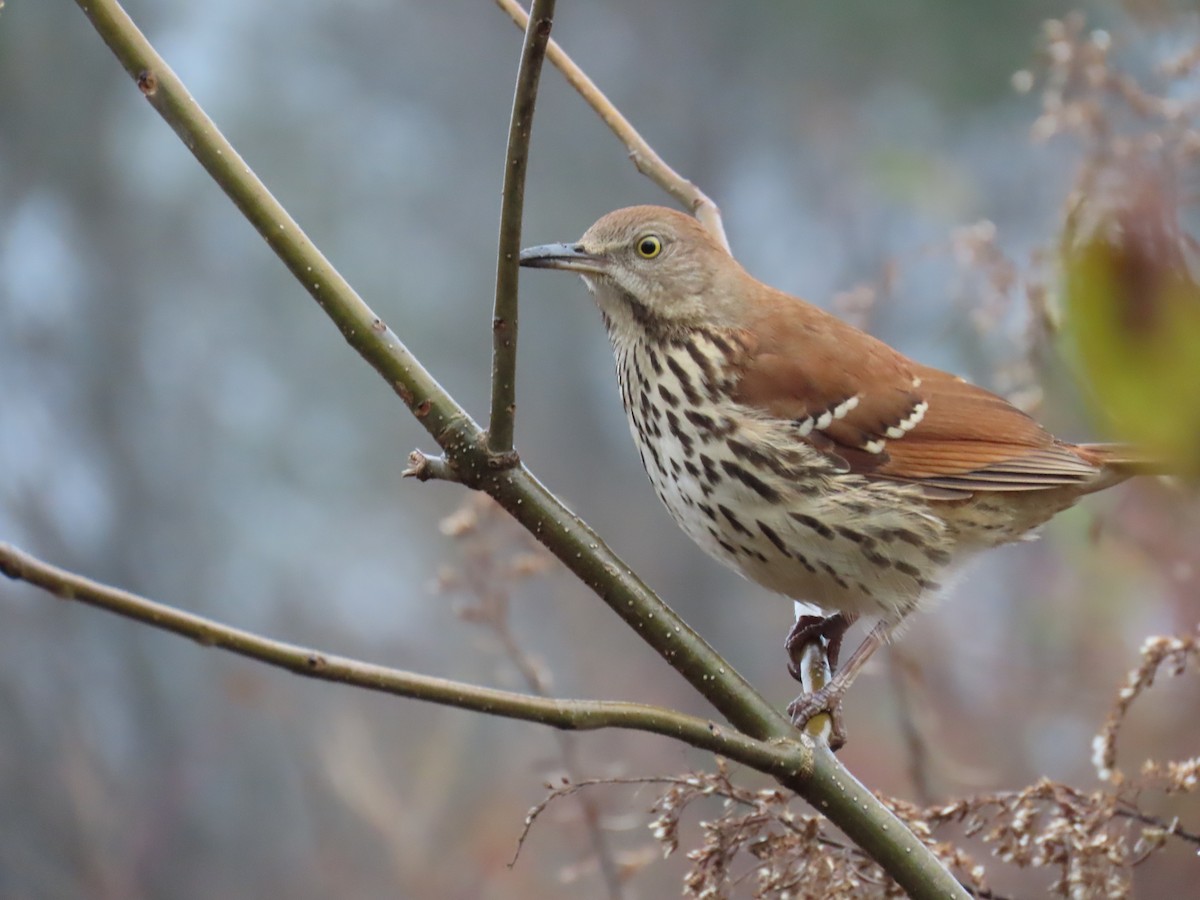 Brown Thrasher - ML646190217