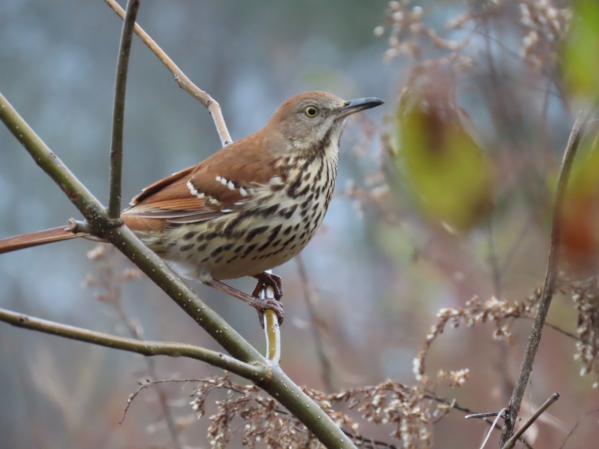 Brown Thrasher - ML646190218