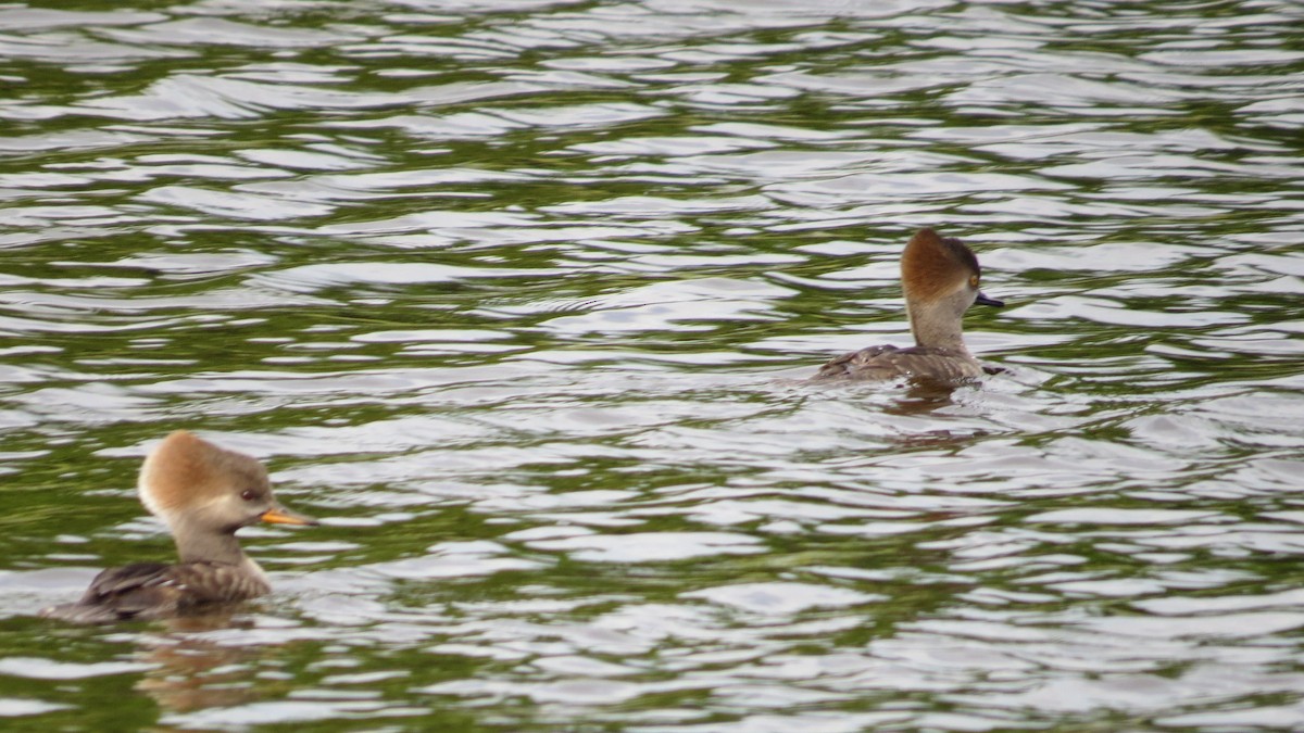 Hooded Merganser - ML646190219