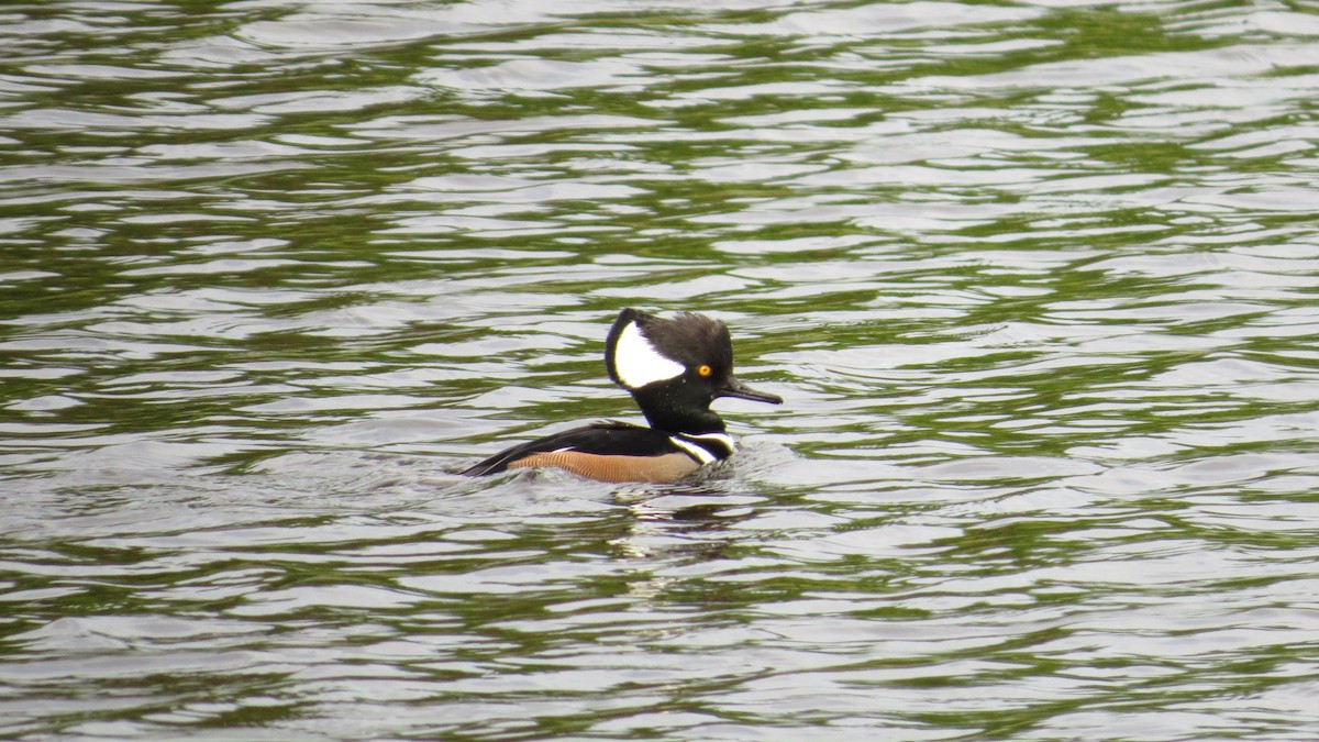 Hooded Merganser - ML646190220