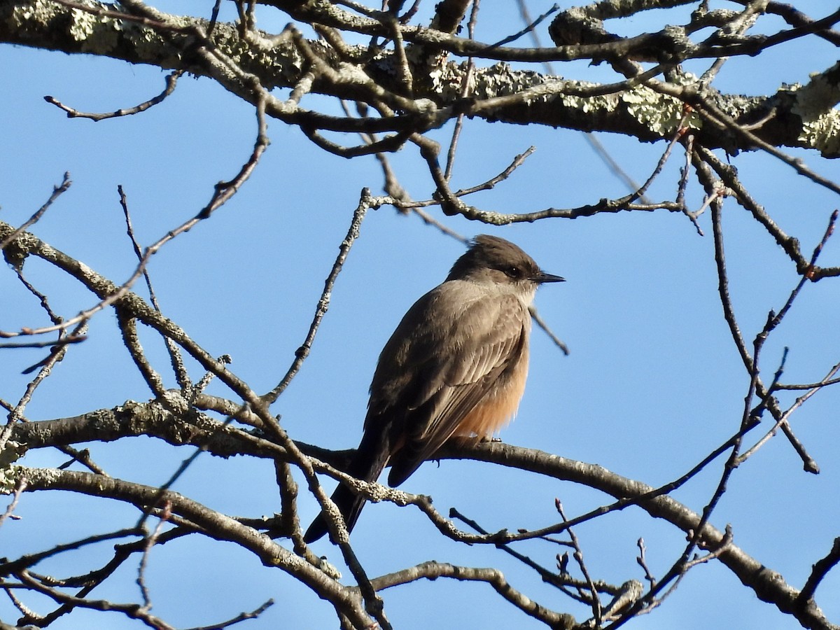 Say's Phoebe - ML646190224