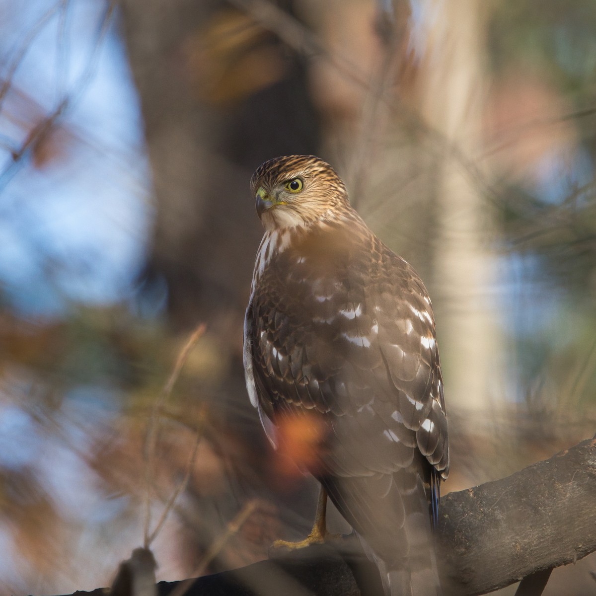 Cooper's Hawk - ML646190226