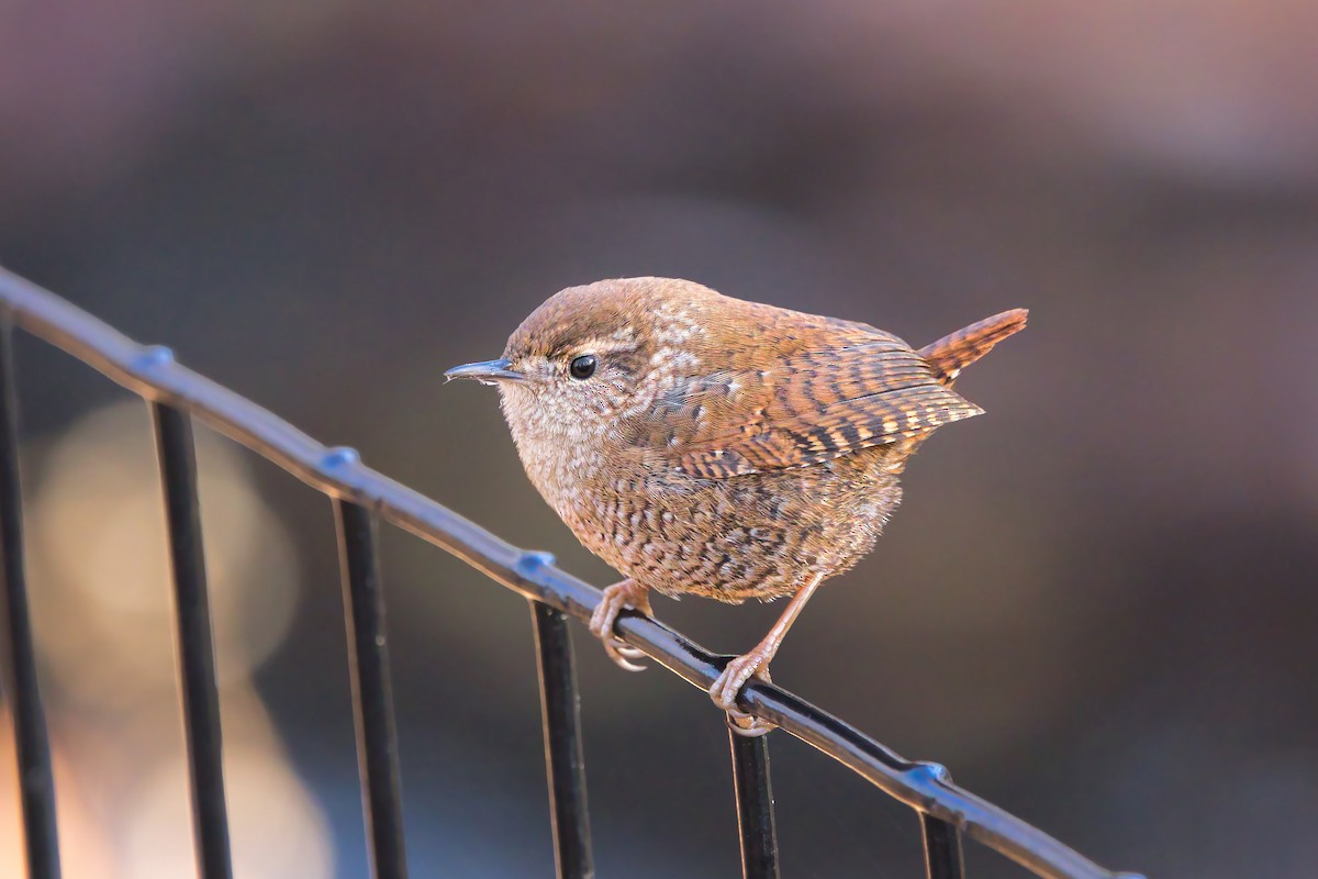 Winter Wren - ML646190231