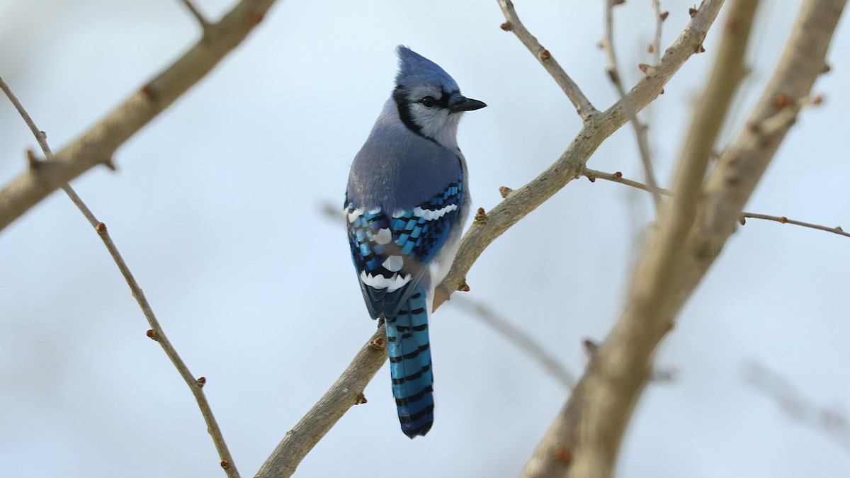 アオカケス - ML646190232