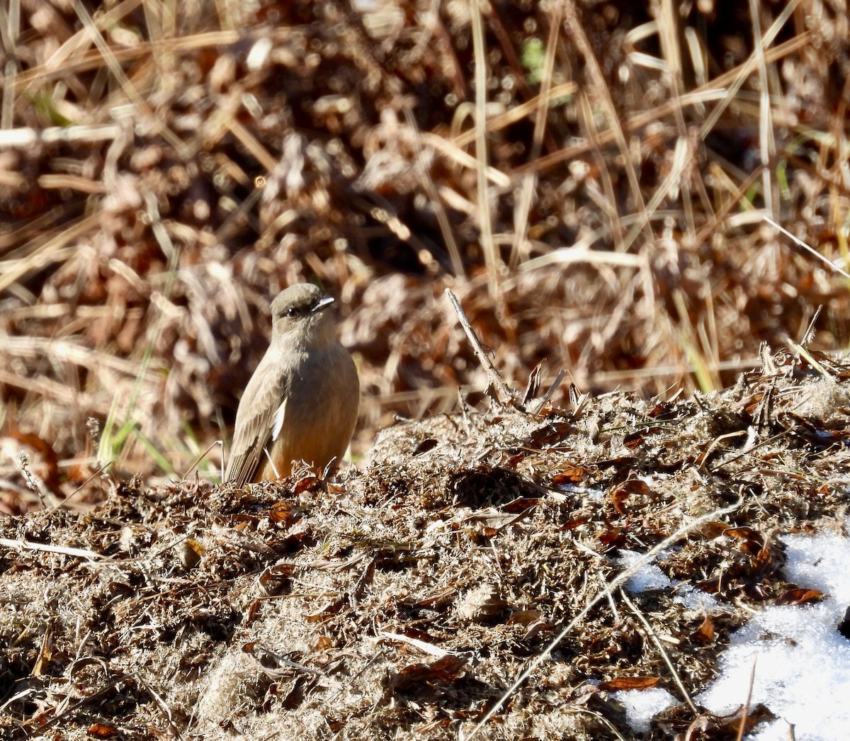 Say's Phoebe - ML646190233