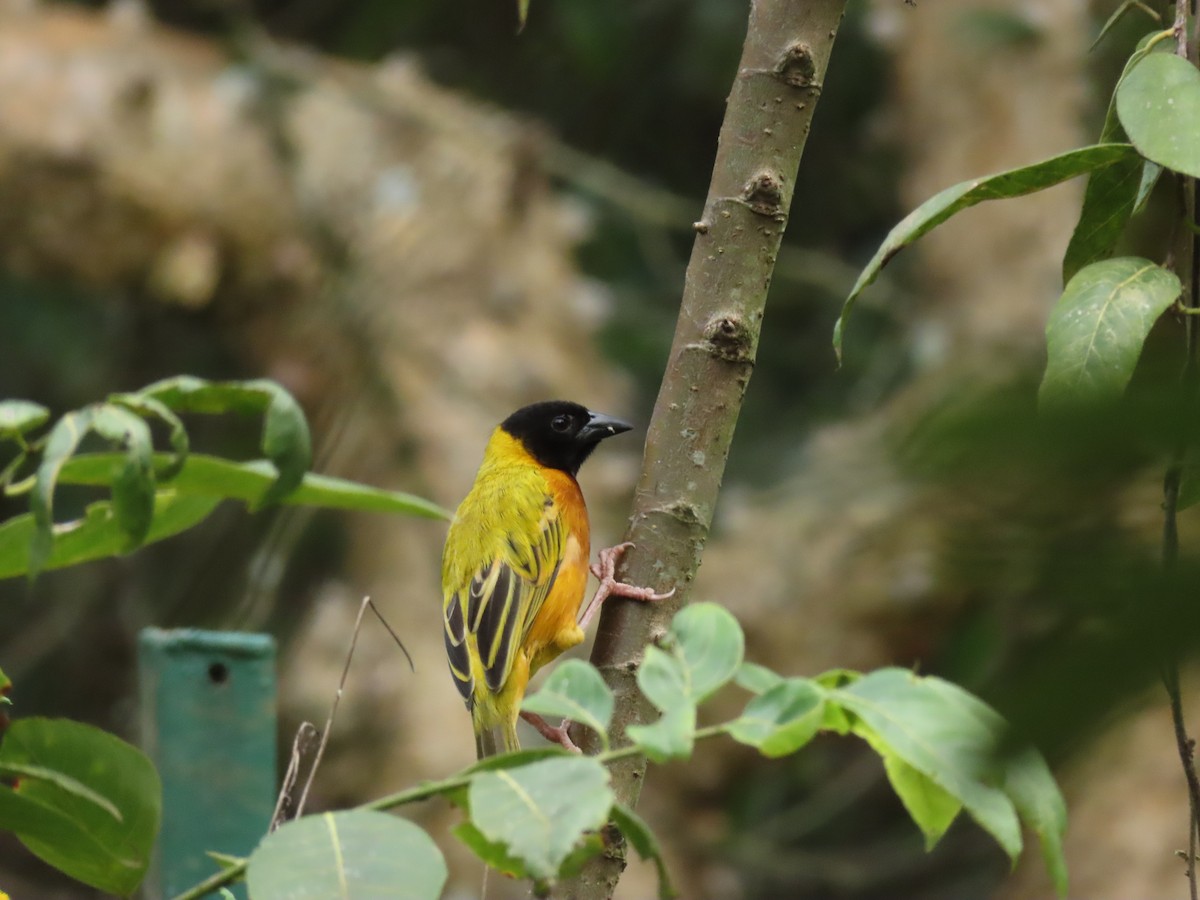 Black-headed Weaver - ML646190239