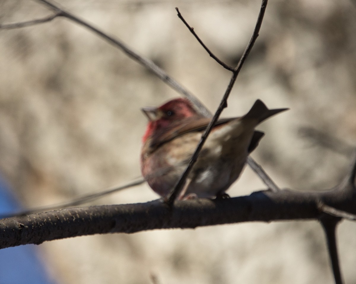 Purple Finch - ML646190240