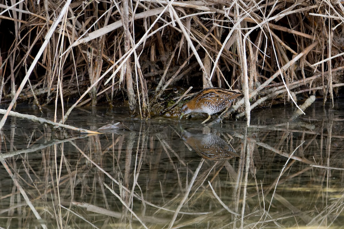 Baillon's Crake - ML646190244