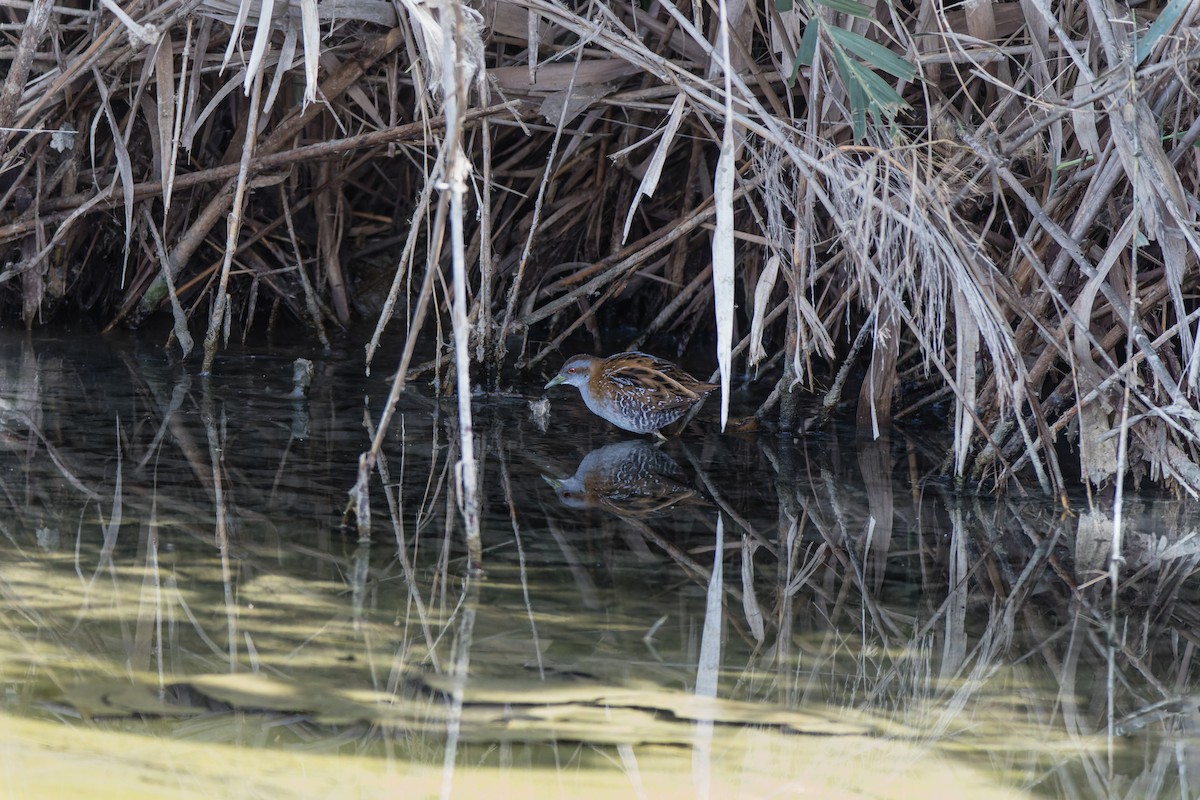 Baillon's Crake - ML646190245