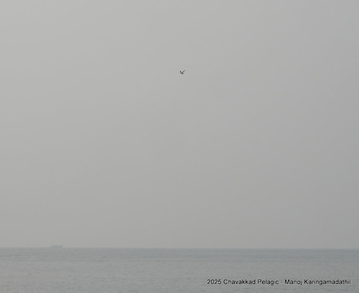 Great Crested Tern - ML646190252