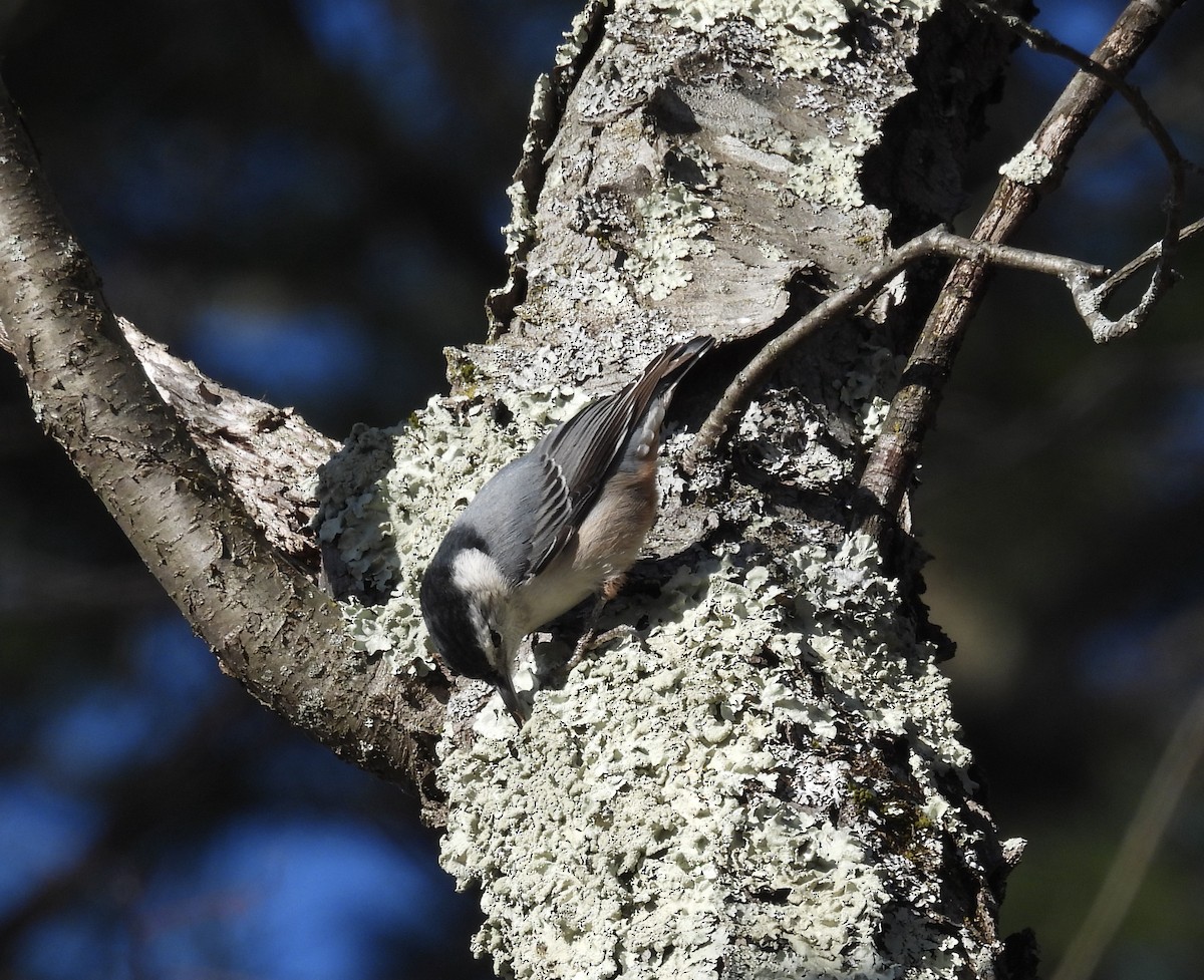 White-breasted Nuthatch - ML646190254