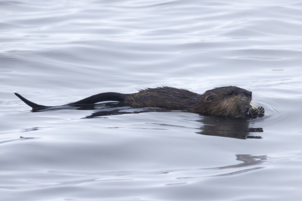 Animals - ML646190255