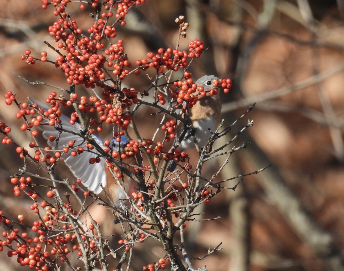 Eastern Bluebird - ML646190258