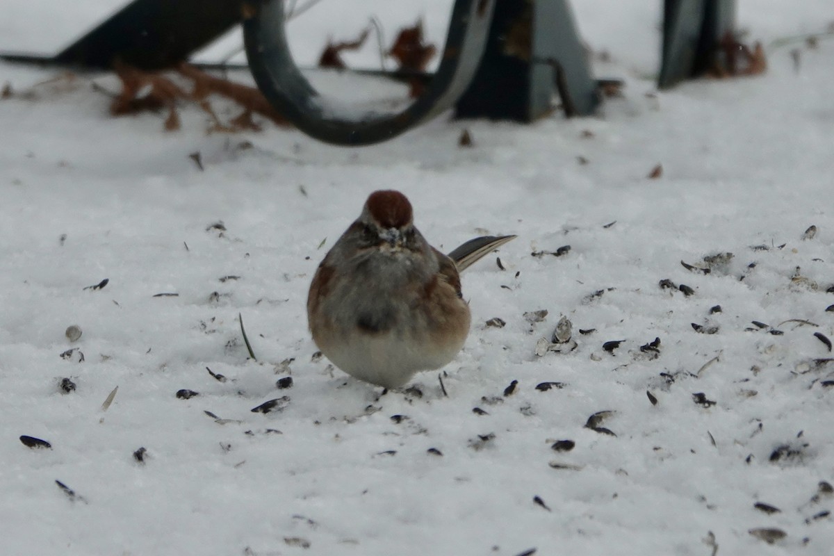 American Tree Sparrow - ML646190259