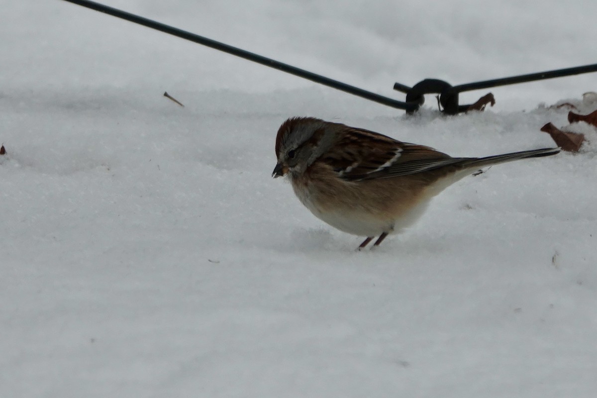 American Tree Sparrow - ML646190260