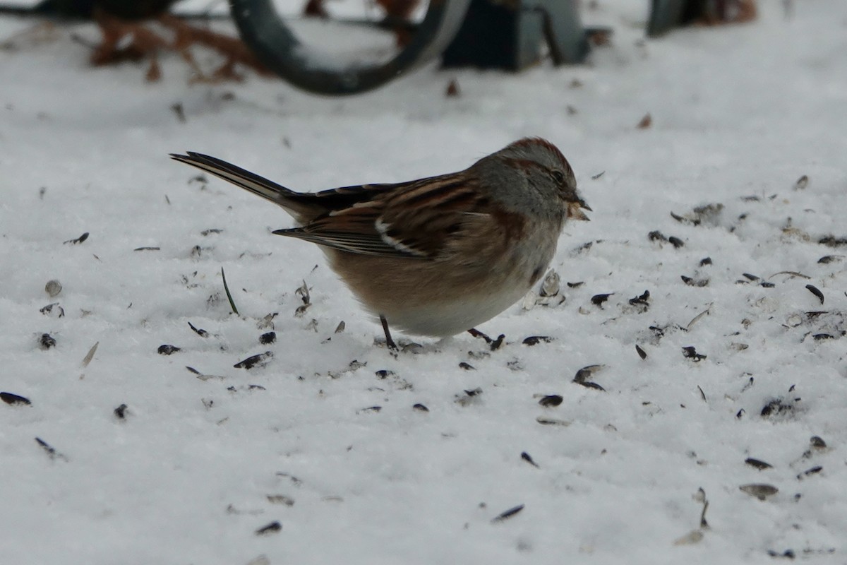 American Tree Sparrow - ML646190261